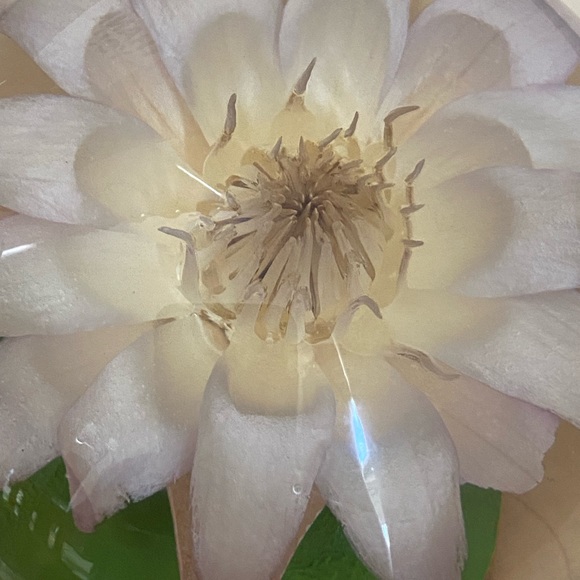 Vintage Lucite Dried Flower Domed Desk Paperweight Clear Plastic Acrylic Decor - Picture 2 of 14